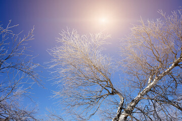 Frost, birch branch covered with thick hoarfrost under blue sky backlit by sun.