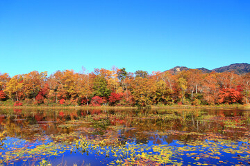 志賀高原　紅葉が美しい蓮池