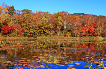 志賀高原　紅葉が美しい蓮池