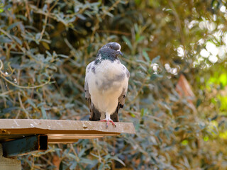 a cute dove in the tree