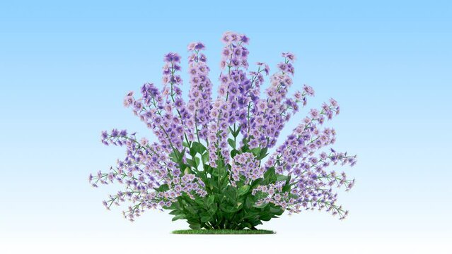 Leucophyllum flower on a white background 3D animation, Flowering shrubs animate in the wind on white background with alpha matt 3D virtual tree. Separated with alpha channels