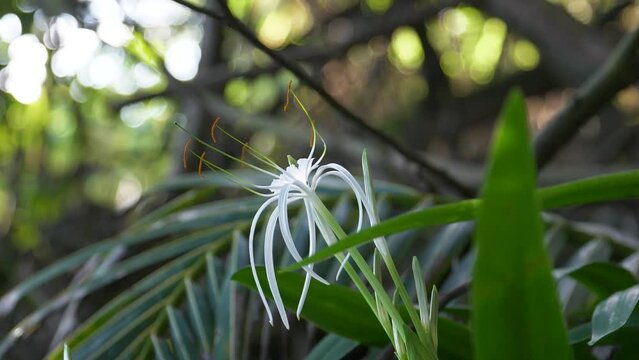 poison bulb crinum asiaticum blooming in Hawaii