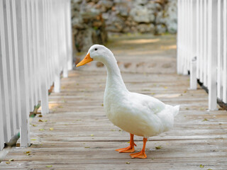 a cute duck on the farm