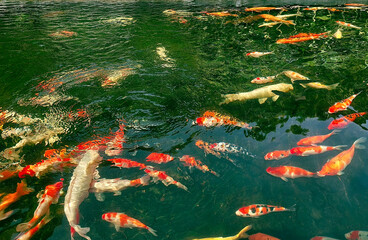 Colorful koi fish in the pond