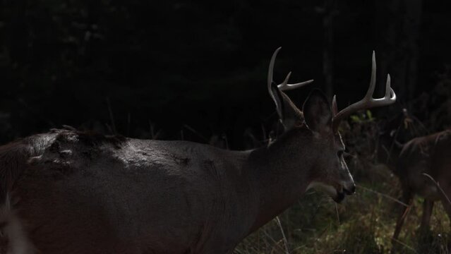 whitetail deer buck looks at you with other deer in background