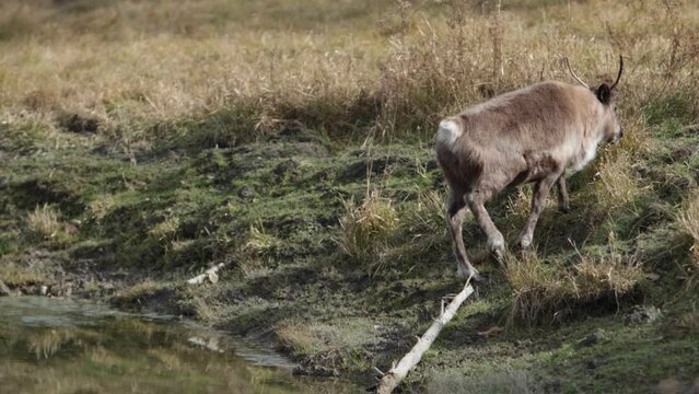 reindeer walking up mossy bank from pond slomo