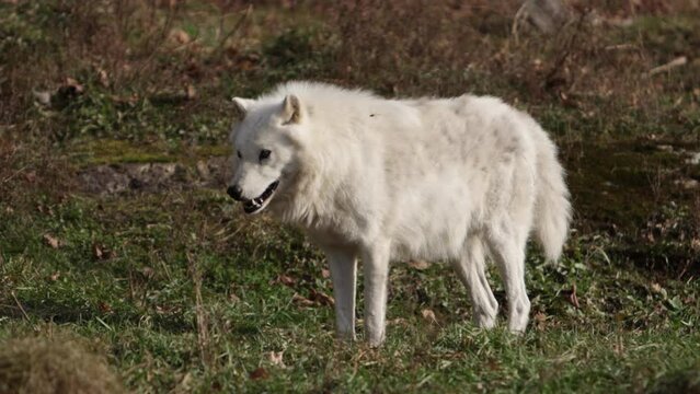 arctic wolf standing in sun while dragon fly cruises around its face slomo