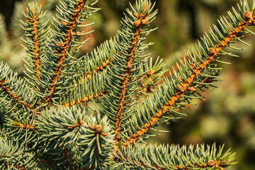 Nadeln einer Tanne im Sonnenschein für die Weihnachtszeit