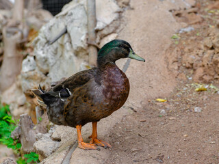 a cute duck on the farm