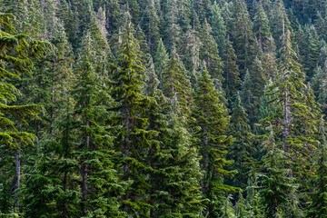 Forest Background