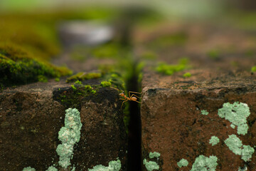 ant and moss for background 