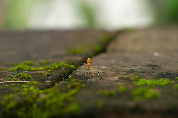 ant and moss for background 