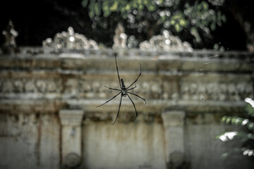 Close up a spider in the wild 