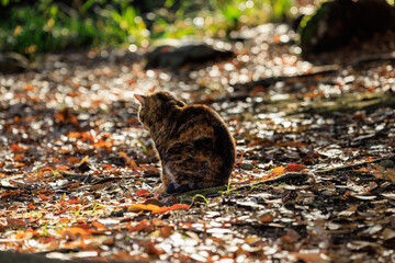 秋の公園で日向ぼっこをする野良猫