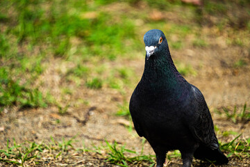 Pigeon standing