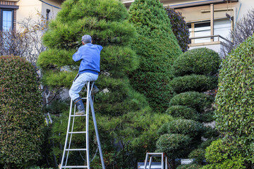 梯子の上で庭の立木の剪定をする植木職人 © captainT