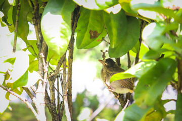 Baby Bird in the tree