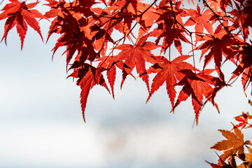 秋も深まり色づいた公園の木々