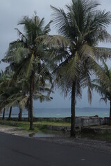 Obraz premium coconut trees by the road on the beach