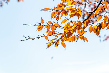 秋も深まり色づいた公園の木々