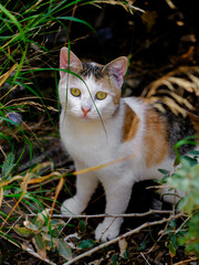 portrait of a cute cat