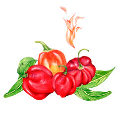 Composition of habanero red pepper watercolor illustration isolated on white.