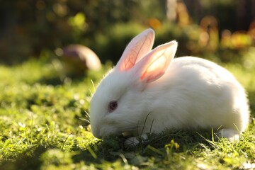 Cute white rabbit on green grass outdoors. Space for text