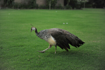The peacock walks on the green grass. A beautiful, bright bird. Farm in the village. Place for text, copy space.