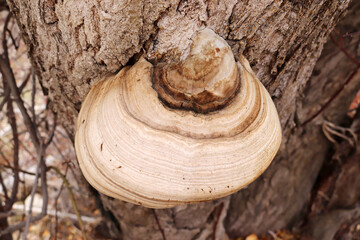 big mushroom on poplar tree