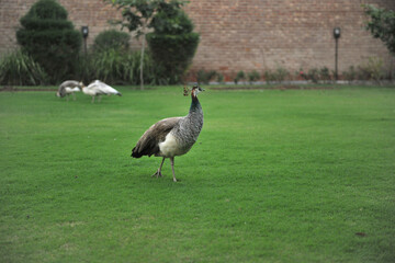 The peacock walks on the green grass. A beautiful, bright bird. Farm in the village. Place for text, copy space.
