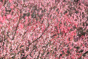 梅の花と風景