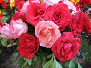 Pink Rose flower with raindrops on background pink roses flowers. Nature.