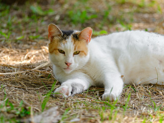 portrait of a beautiful cat