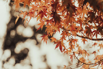 オレンジ色に紅葉した紅葉の葉