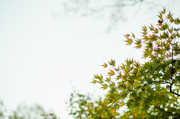 赤く染まっていく