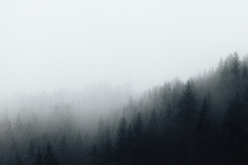 Fototapeta na wymiar fog in the saxon switzerland forrest
