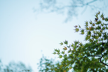 秋が来そうな予感がします