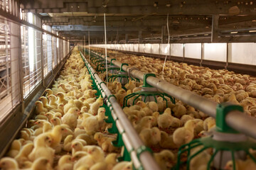 Yellow chicks in grow out house of chicken farm. © Елена Бионышева-Абра