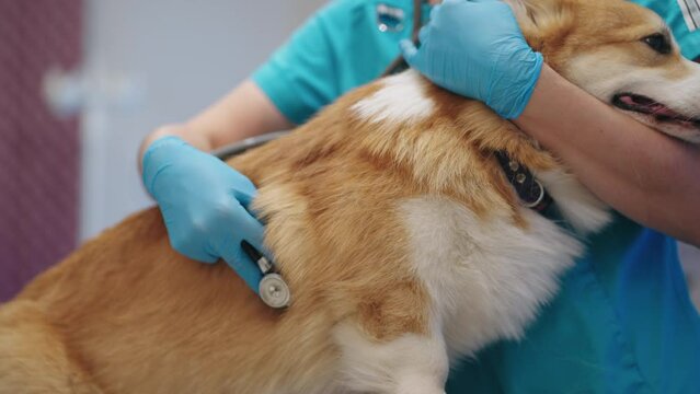 veterinarian uses stethoscope for listening to lungs and heart of corgi dog, closeup view