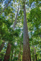 Fototapeta premium Amazing trees and forest of Fraser Island - Australia