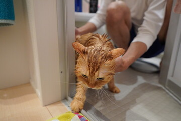 お風呂に入った猫（マンチカン）