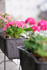 　ピンク色のゼラニウムの花びらを背景をぼかして浮き上がらせる。露出を明るく仕上げる。