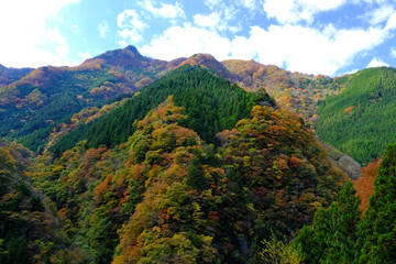 Fototapeta na wymiar 秩父市大滝の大血川の渓流からの紅葉に染まる山々を望む