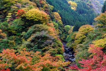 秩父市大滝の紅葉に染まる山々を金蔵落しの渓流あたりから望む