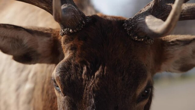 elk bull extreme closeup to lens slomo