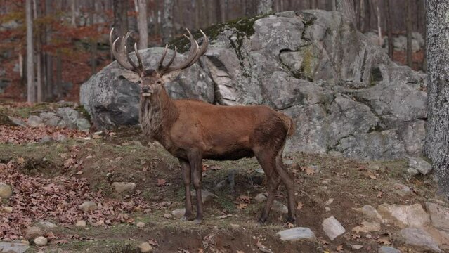 elk bull turns head to look at you big rack magestic beast rolling by slomo