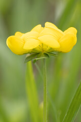 Komonica zwyczajna ( Lotus corniculatus), roślina kwitnąca z rodziny bobowatych, - obrazy, fototapety, plakaty