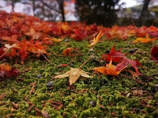 三千院 有清園の落ち紅葉