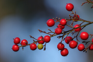 秋の季節に色づくナンテンの赤い実