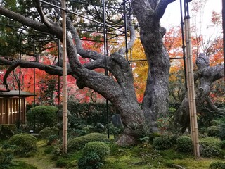 秋の宝泉院の盤桓園 © walker+